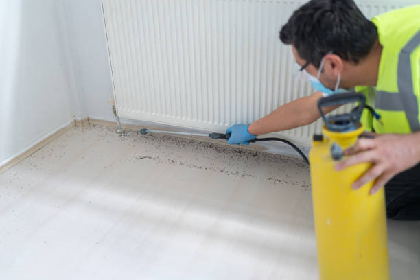 Best Termite Control Services  in Tsaile, AZ