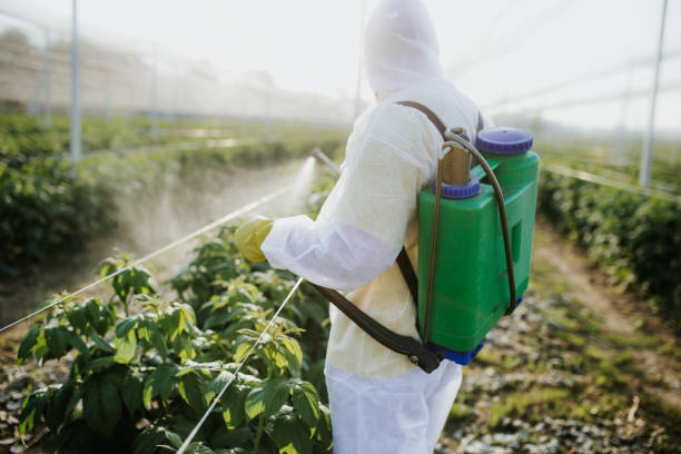 Flea Control Services in Tsaile, AZ